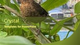  Presentation with lost - Presentation design featuring young-black-bird-lost background and a tawny brown colored foreground