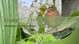  Presentation with lost - Cool new PPT theme with young-black-bird-lost backdrop and a seafoam green colored foreground