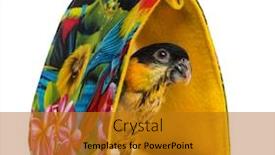  Presentation with parrot - Amazing slides having young-black-capped-parrot-10 backdrop and a gold colored foreground