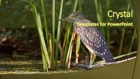  Presentation with young black couples hiking - Amazing presentation having young black-crowned night heron backdrop and a tawny brown colored foreground