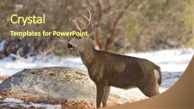  Presentation with buck - PPT layouts featuring young black-tailed buck background and a violet colored foreground