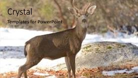  Presentation with buck - Slides having young black-tailed buck background and a coral colored foreground