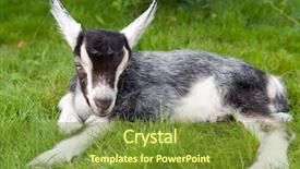  Presentation with pasture - PPT layouts enhanced with young black white goatling lying background and a  colored foreground