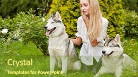  Presentation with husky - Colorful theme enhanced with young blond woman with two dogs husky on grass in summer park backdrop and a tawny brown colored foreground