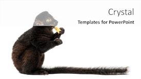  Presentation with lemur - Cool new slides with young-blue-eyed-black-lemur backdrop and a white colored foreground