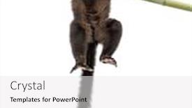  Presentation with lemur - Slide deck consisting of young-blue-eyed-black-lemur background and a white colored foreground