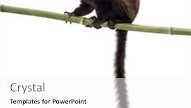  Presentation with lemur - Presentation theme consisting of young-blue-eyed-black-lemur background and a white colored foreground