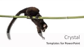  Presentation with lemur - Colorful PPT theme enhanced with young-blue-eyed-black-lemur backdrop and a white colored foreground