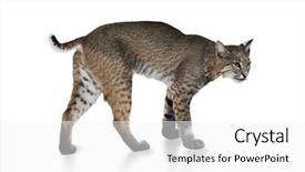  Presentation with brown and white - Presentation design with young bobcat on white background background and a white colored foreground