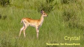  Presentation with uganda - Presentation theme consisting of young-bohor-reedbuck-fawn-redunca background and a tawny brown colored foreground