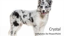  Presentation with border collie 4 years - PPT theme consisting of young border collie dog looking background and a white colored foreground