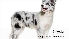  Presentation with border collie 4 years - Beautiful PPT layouts featuring young border collie dog looking backdrop and a  colored foreground