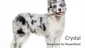  Presentation with border collie 4 years - Audience pleasing slide deck consisting of young border collie dog standing backdrop and a  colored foreground