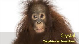  Presentation with old young - PPT layouts having young bornean orangutan looking impressed background and a tawny brown colored foreground