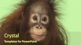  Presentation with old young - Beautiful presentation design featuring young bornean orangutan looking backdrop and a tawny brown colored foreground