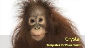  Presentation with old young - Cool new PPT layouts with young bornean orangutan looking backdrop and a tawny brown colored foreground