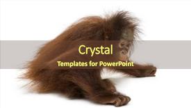  Presentation with old young - Audience pleasing PPT theme consisting of young bornean orangutan sitting down backdrop and a tawny brown colored foreground