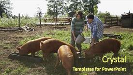  Presentation with pigs - PPT layouts having young boy feeding pig background and a tawny brown colored foreground