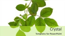  Presentation with pink rose petals on white - Slide deck having young branch of rose isolated background and a yellow colored foreground