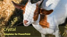  Presentation with baby - Presentation design having young-brown-and-white-baby background and a tawny brown colored foreground