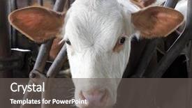  Presentation with cow - Slides featuring calvs - young brown bavarian cow portrait background and a dark gray colored foreground