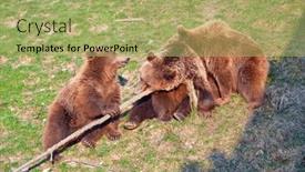  Presentation with brown bear - Presentation enhanced with young-brown-bear background and a mint green colored foreground