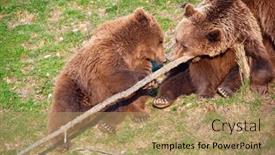  Presentation with brown bear - PPT layouts featuring young-brown-bear background and a coral colored foreground