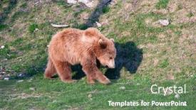  Presentation with brown bear - PPT theme consisting of young-brown-bear background and a ocean colored foreground
