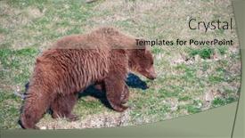  Presentation with brown bear - Presentation theme with young-brown-bear background and a light gray colored foreground
