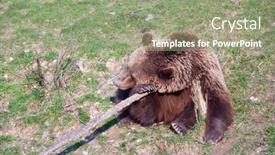  Presentation with brown bear - Presentation design featuring young-brown-bear background and a mint green colored foreground