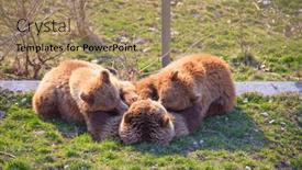  Presentation with brown bear - Slide set enhanced with young-brown-bear background and a coral colored foreground