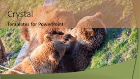  Presentation with brown bear - PPT layouts with young-brown-bear background and a coral colored foreground