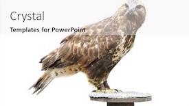  Presentation with support - Cool new slide deck with young-brown-eagle-sitting backdrop and a white colored foreground