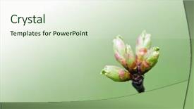  Presentation with bud - Audience pleasing theme consisting of young asian business man shouting with hands cupped to his mouth isolated on white background backdrop and a dark gray colored foreground