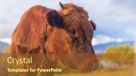  Presentation with animal nature - PPT theme having young-bull-portrait-in-pasture background and a tawny brown colored foreground