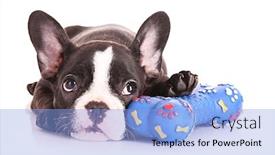  Presentation with toy - Presentation design having young bulldog with toy isolated on white background and a light blue colored foreground