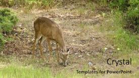  Presentation with buck - Audience pleasing PPT theme consisting of young button buck a yearling male black-tailed deer indigenous to california backdrop and a coral colored foreground