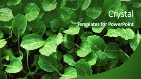  Presentation with cabbage - Theme with young cabbage seedlings growing background and a forest green colored foreground