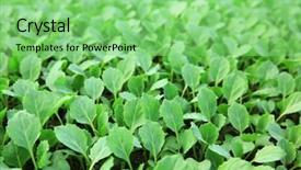  Presentation with cabbage - Theme having young cabbage seedlings growing background and a seafoam green colored foreground