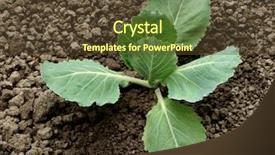  Presentation with sprout - Audience pleasing presentation theme consisting of young cabbage sprout on the vegetable bed backdrop and a tawny brown colored foreground