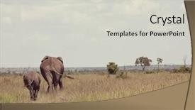  Presentation with kenya - Slide deck with young calf in wilderness background and a light gray colored foreground