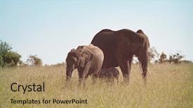  Presentation with wilderness - Presentation having young calf in wilderness background and a coral colored foreground