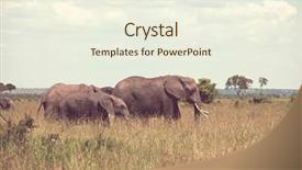  Presentation with elephant - Presentation enhanced with young calf in wilderness background and a sky blue colored foreground