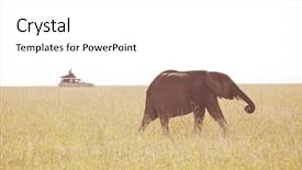  Presentation with elephant - Presentation theme having young calf in wilderness background and a white colored foreground