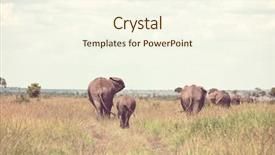  Presentation with elephant - PPT theme featuring young calf in wilderness background and a cream colored foreground