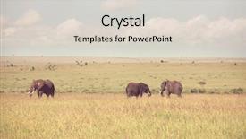  Presentation with wilderness - Beautiful theme featuring young calf in wilderness backdrop and a light gray colored foreground