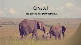  Presentation with cow - PPT layouts with young calf in wilderness background and a light gray colored foreground