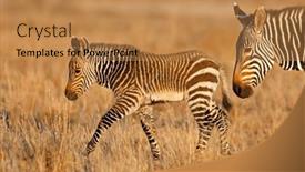  Presentation with south africa - PPT layouts featuring young-cape-mountain-zebra-equus background and a coral colored foreground