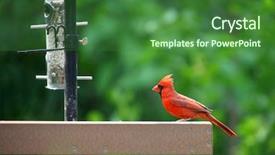  Presentation with cardinal - Beautiful slides featuring young cardinal bird backdrop and a forest green colored foreground