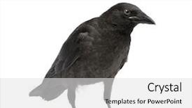  Presentation with crow - Presentation theme consisting of young carrion crow - corvus corone background and a light gray colored foreground